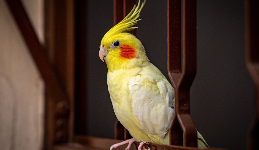 The Best Bird Toys to Stop Boredom and Keep Your Feathered Friend Happy