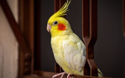 The Best Bird Toys to Stop Boredom and Keep Your Feathered Friend Happy