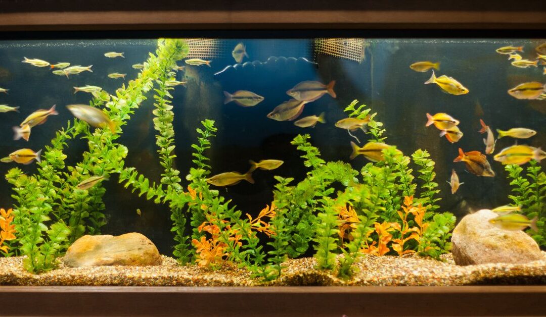 The Best Fish Supplies to Keep Your Aquarium Clean and Healthy