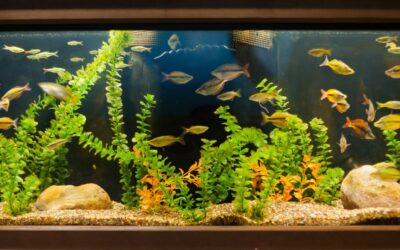 The Best Fish Supplies to Keep Your Aquarium Clean and Healthy