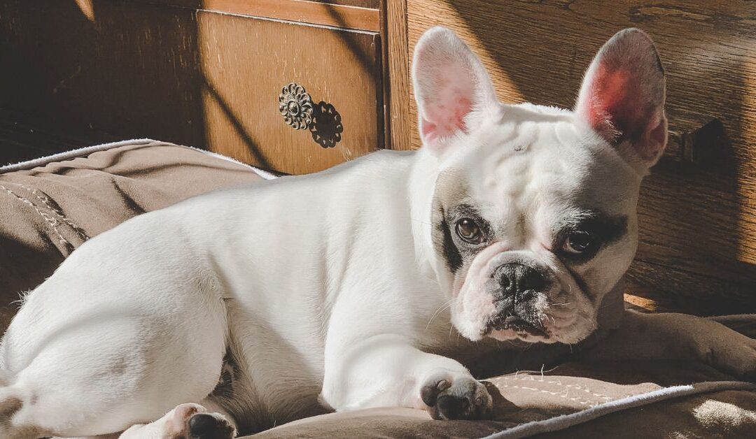 The Best Pet Beds & Furniture to Keep Your Furry Friend Happy, Healthy, and Well-Rested