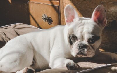 The Best Pet Beds & Furniture to Keep Your Furry Friend Happy, Healthy, and Well-Rested