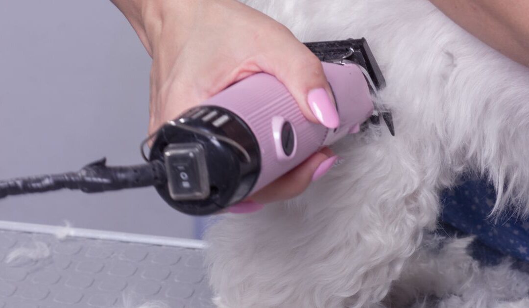 Keep Your Home (and Pet) Fresh: The Best Pet Cleaning & Hygiene Products for 2025