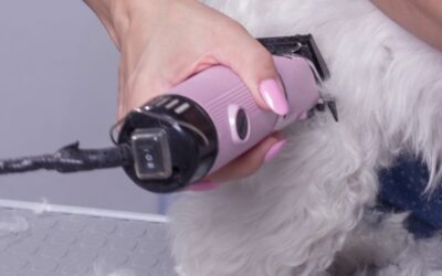 Keep Your Home (and Pet) Fresh: The Best Pet Cleaning & Hygiene Products for 2025