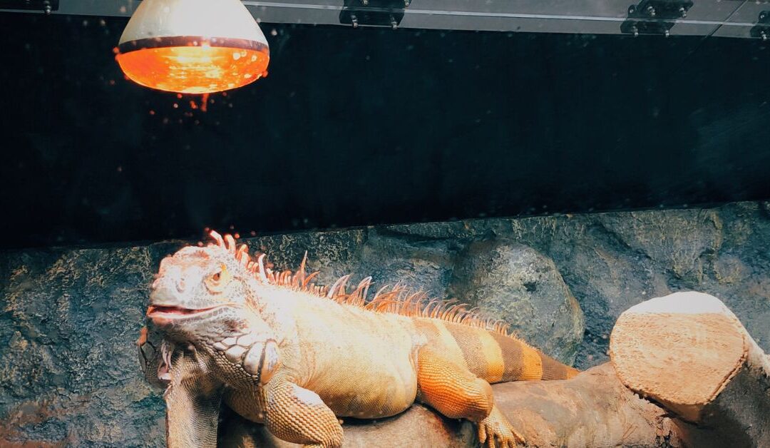 The Best Reptile Supplies to Keep Your Cold-Blooded Pets Happy and Healthy