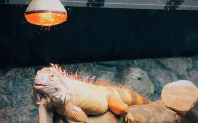 The Best Reptile Supplies to Keep Your Cold-Blooded Pets Happy and Healthy