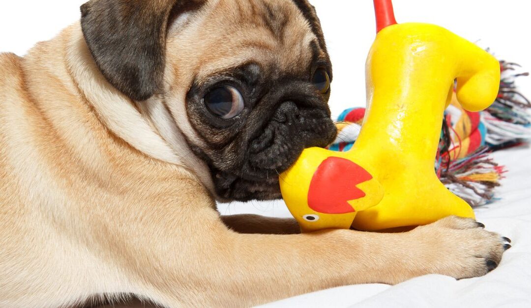 Why Every Pet Owner Needs the Right Pet Toys to Keep Their Furry Friends Happy and Healthy