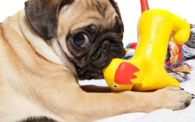 Why Every Pet Owner Needs the Right Pet Toys to Keep Their Furry Friends Happy and Healthy