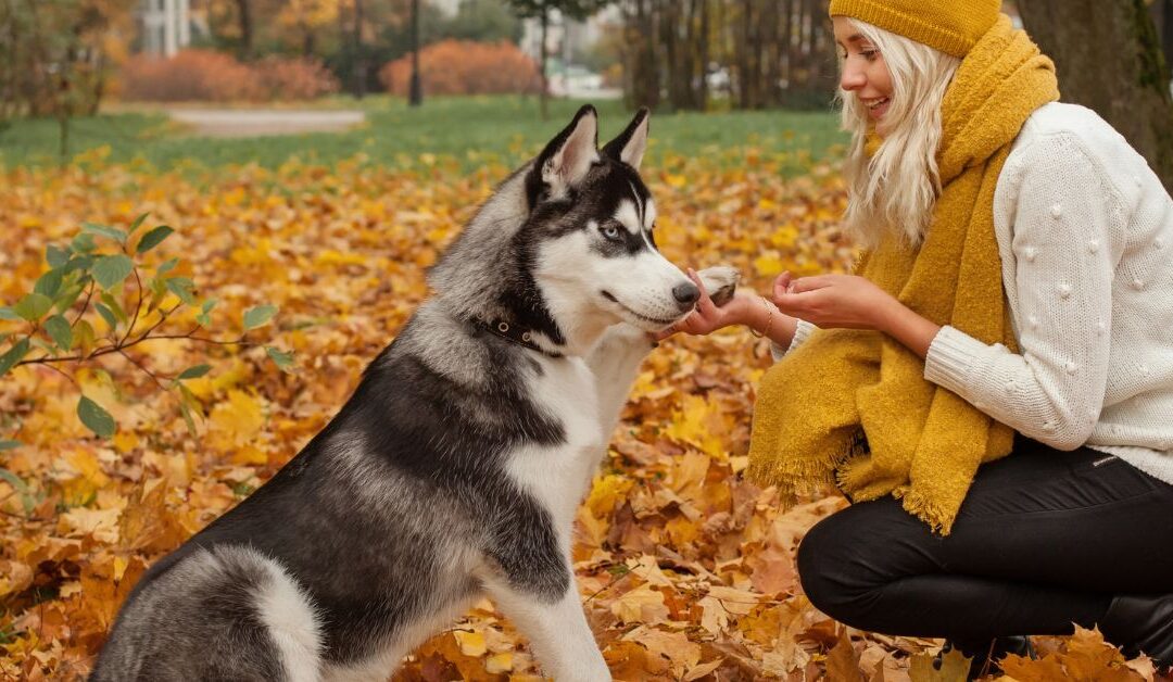 Pro Tips & Hacks: The Best Pet Training & Behavior Tools to Keep Your Home Clean and Stress-Free