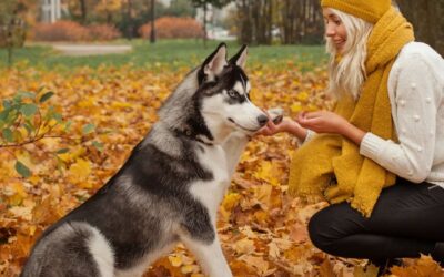 Pro Tips & Hacks: The Best Pet Training & Behavior Tools to Keep Your Home Clean and Stress-Free
