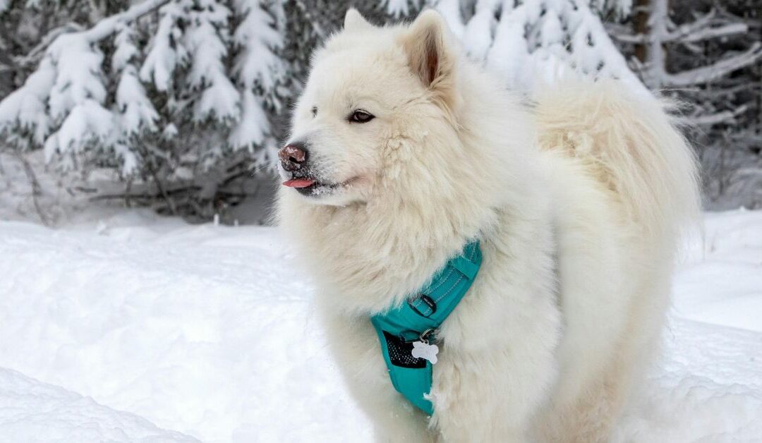 The Ultimate Checklist for Choosing the Best Pet Leashes & Collars: Keep Your Furry Friend Safe, Stylish, and Comfortable