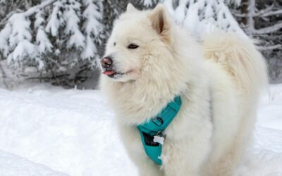 The Ultimate Checklist for Choosing the Best Pet Leashes & Collars: Keep Your Furry Friend Safe, Stylish, and Comfortable