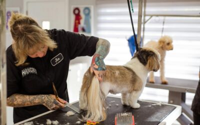 Grooming Made Easy: Must-Have Tools for Pets of All Sizes