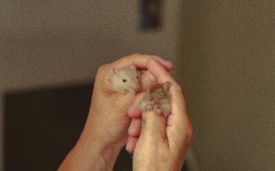 Beginner’s Guide to Small Pets: What You Need Before Bringing One Home