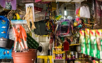 Must-Have Accessories for Happy, Healthy Pets | Everyday Essentials for All Pets,