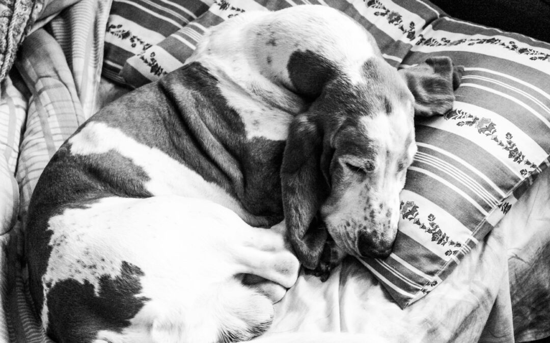 How to Choose the Right Bed for Your Pet’s Sleeping Style A complete guide to comfort, size, and behavior for every type of pe