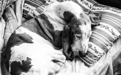 How to Choose the Right Bed for Your Pet’s Sleeping Style A complete guide to comfort, size, and behavior for every type of pe